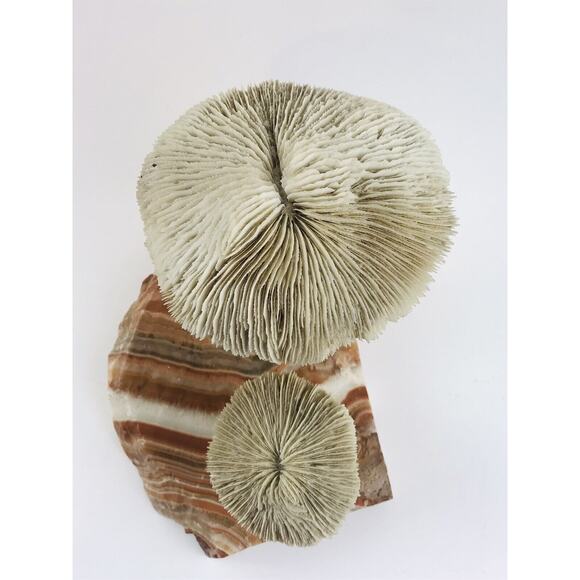 Vintage Banded Stone Marble Two Mushroom White Sculpture Primitive Wood Coral Ar - Picture 3 of 12